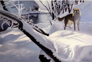 original painting by Daniel Renn Pierce of a Gray Wolf in the snow